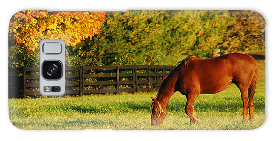 Horse Galaxy S8 Case featuring the photograph Autumn Grazing by James Kirkikis