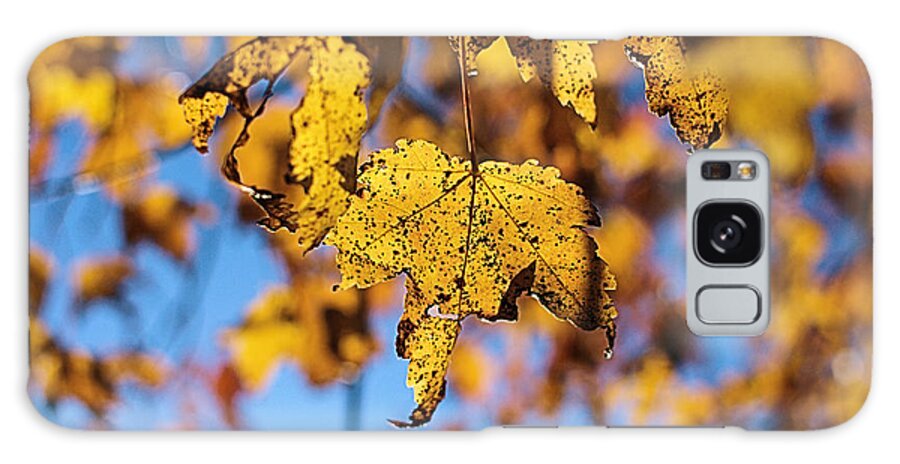 Autumn Galaxy Case featuring the photograph Autumn Joy by Stan Reckard