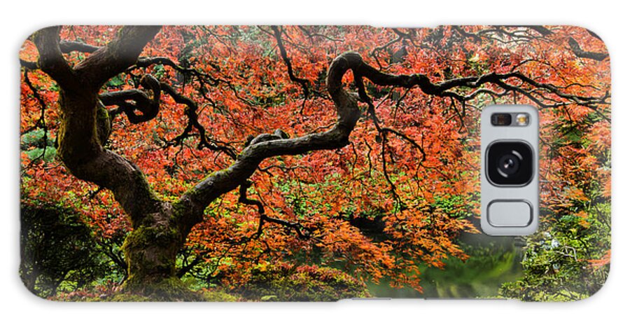 Asian Galaxy Case featuring the photograph Autumn Magnificence by Don Schwartz