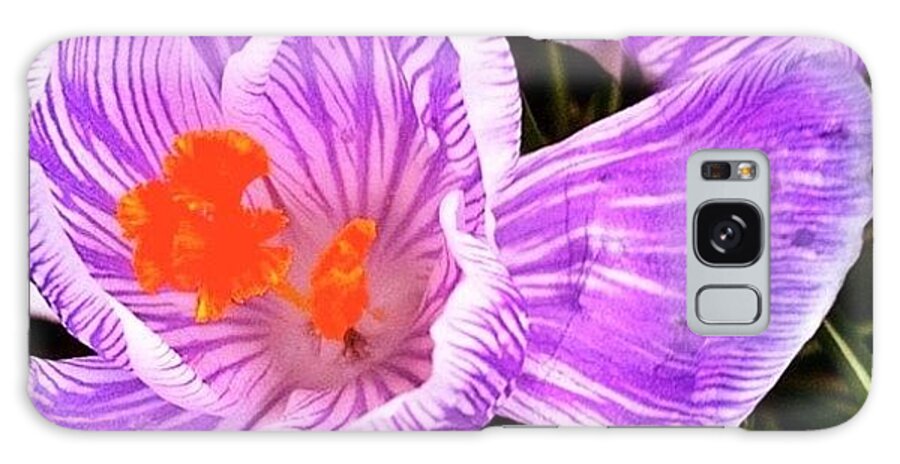 Flowers Galaxy Case featuring the photograph Awakening #flowers #spring #bulbs by Anna Porter