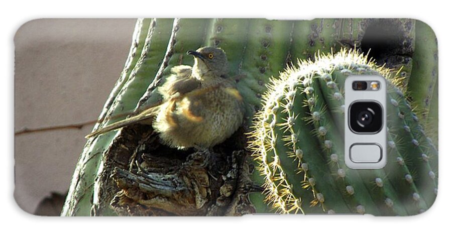 Bird Canvas Print Galaxy Case featuring the photograph Baby Chick in Sahuaro Cactus by Jayne Kerr 