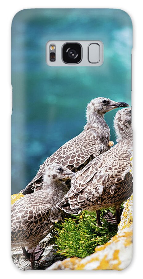 Animal Themes Galaxy Case featuring the photograph Baby Seagulls On Rocky Seashore Cliff by Miemo Penttinen - Miemo.net