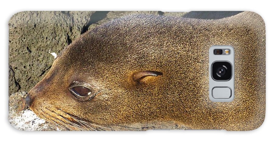 Galapagos Galaxy Case featuring the photograph Baby Sealion by Allan Morrison