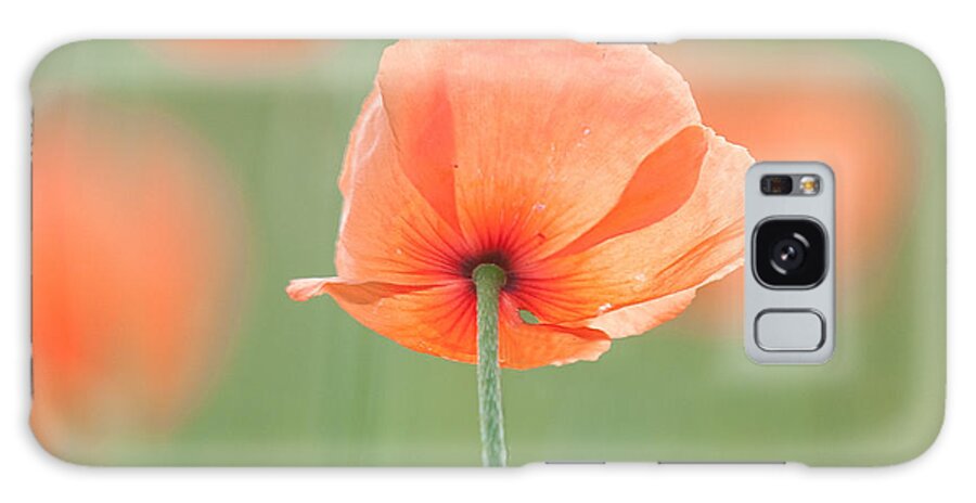 Poppy Galaxy Case featuring the photograph Backlit Poppies by Lara Ellis
