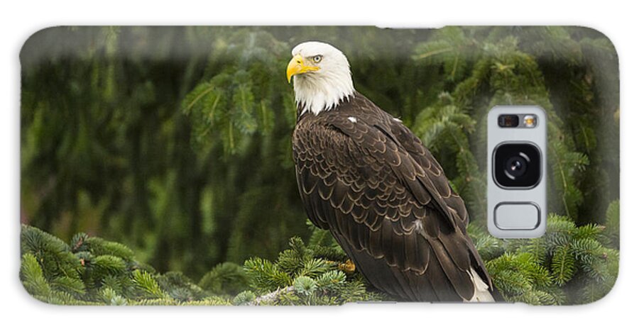 Feb0514 Galaxy Case featuring the photograph Bald Eagle Alaska by Flip Nicklin