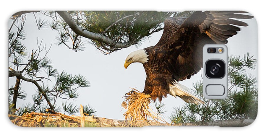 Bald Eagle Galaxy S8 Case featuring the photograph Bald Eagle building nest by Everet Regal