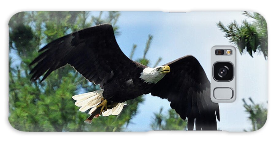 Bald Eagle Galaxy Case featuring the photograph Bald Eagle Feeding 2 by Glenn Gordon