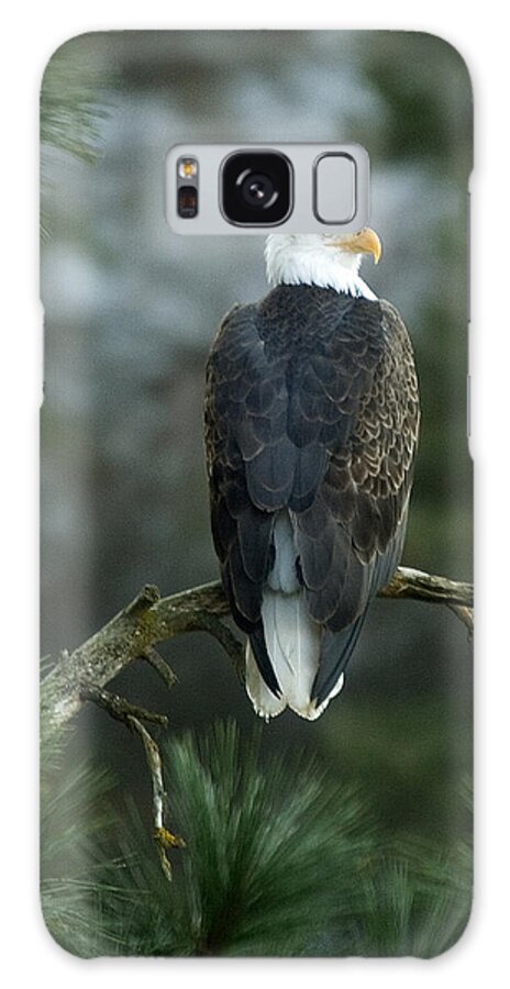 Bald Eagle Galaxy Case featuring the photograph Bald Eagle in Tree by Paul DeRocker