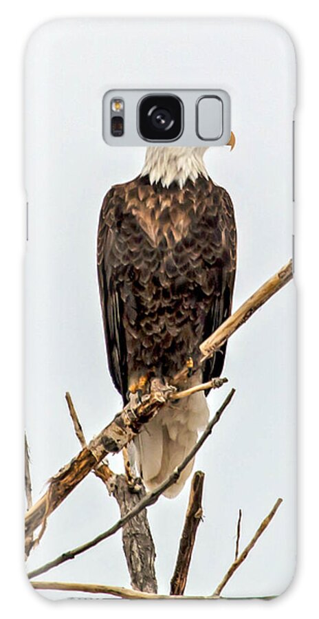 Bald Eagle Galaxy Case featuring the photograph Bald Eagle on a Branch by Dawn Key