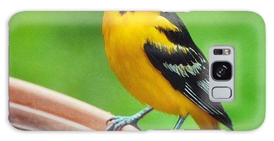 Best Animal Galaxy Case featuring the photograph Baltimore Oriole by Hermes Fine Art