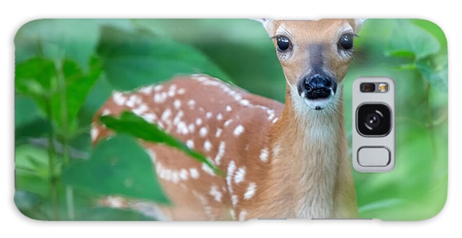 Deer Galaxy Case featuring the photograph Bambi by Jack Nevitt