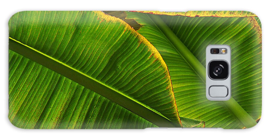 Leaves Galaxy Case featuring the photograph Banana Leaves by Randy Rogers