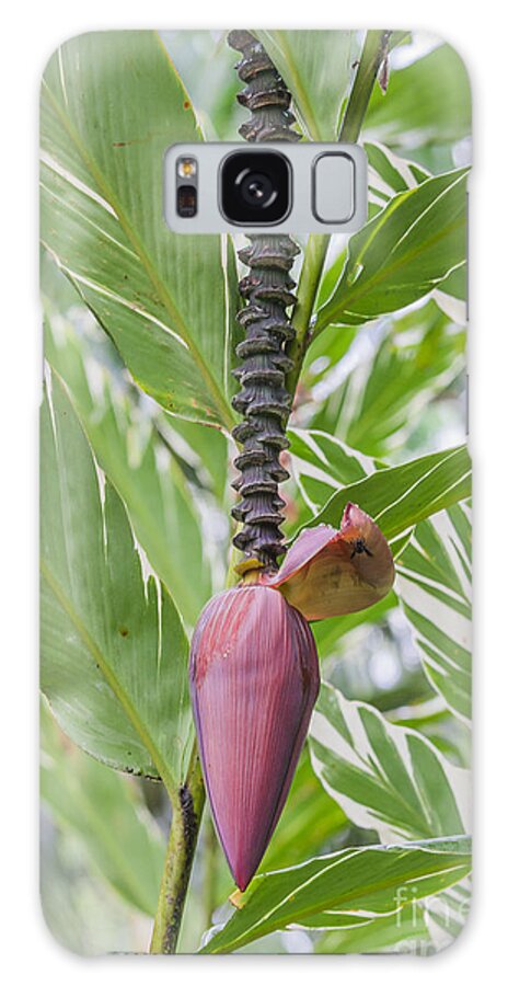 Lower Galaxy Case featuring the photograph Banana flower by Patricia Hofmeester