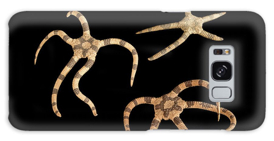 Studio Shot Galaxy Case featuring the photograph Banded Brittle Stars by Natural History Museum, London