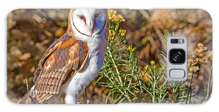 Barn Owl Galaxy Case featuring the photograph Barn Owl Perched by Dawn Key