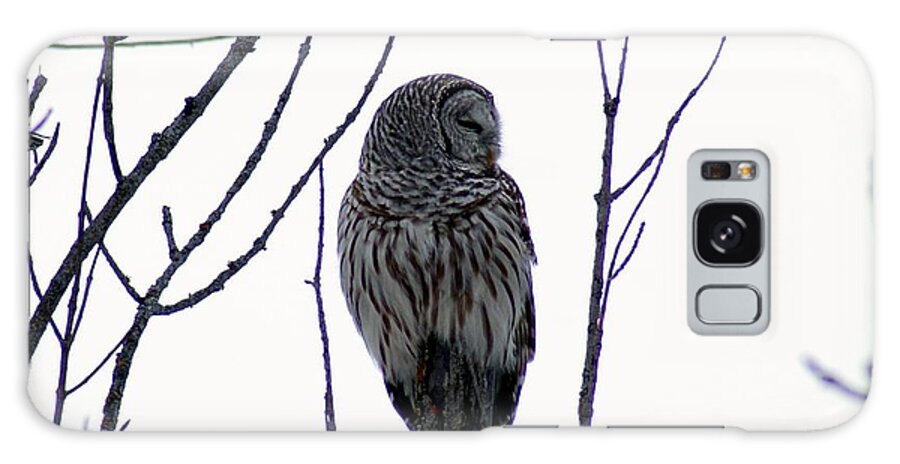 Owl Galaxy Case featuring the photograph Barred Owl 3 by Steven Clipperton