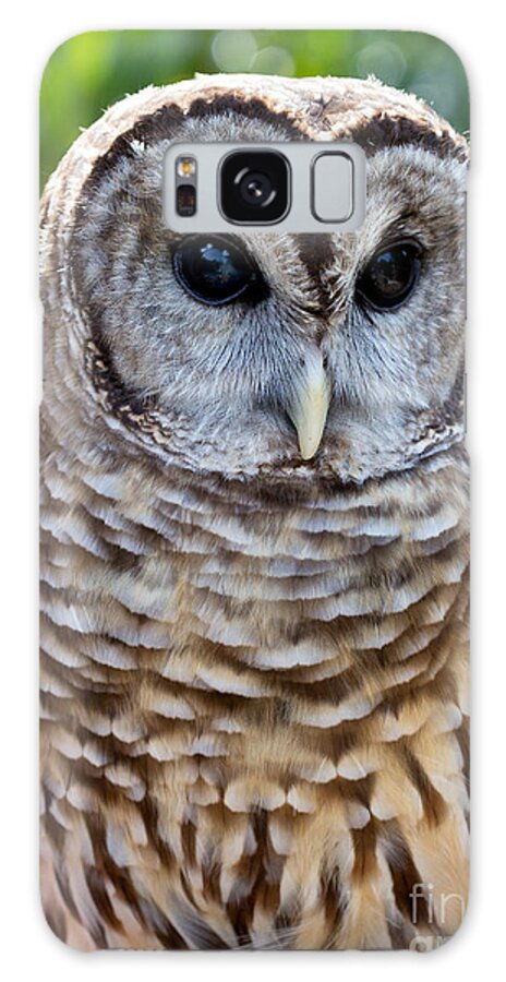 Owl Galaxy S8 Case featuring the photograph Barred Owl by Bernd Laeschke