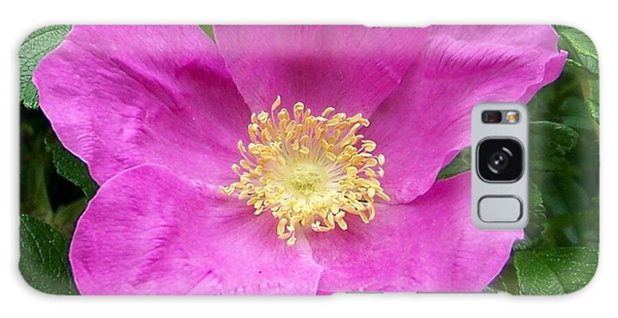 Green Galaxy Case featuring the photograph Pink Beach Rose Fully In Bloom by Eunice Miller