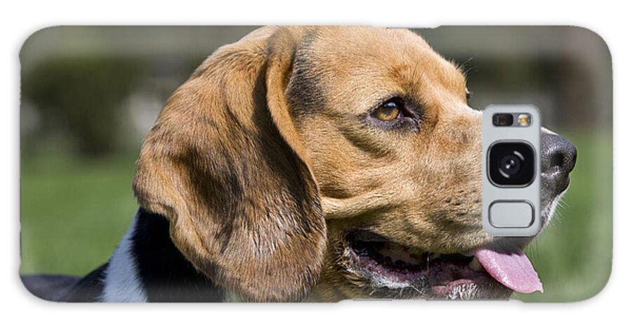 Dog Galaxy Case featuring the photograph Beagle by Johan De Meester
