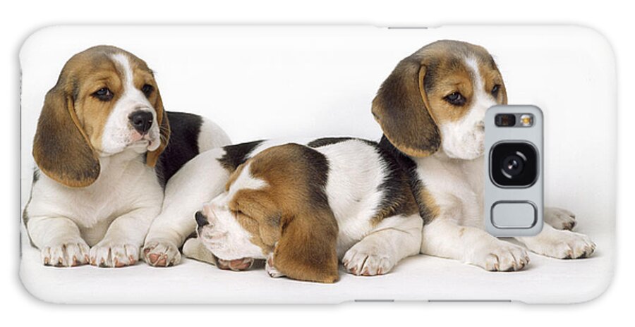 Beagle Galaxy Case featuring the photograph Beagle Puppies, Row Of Three, Second by John Daniels