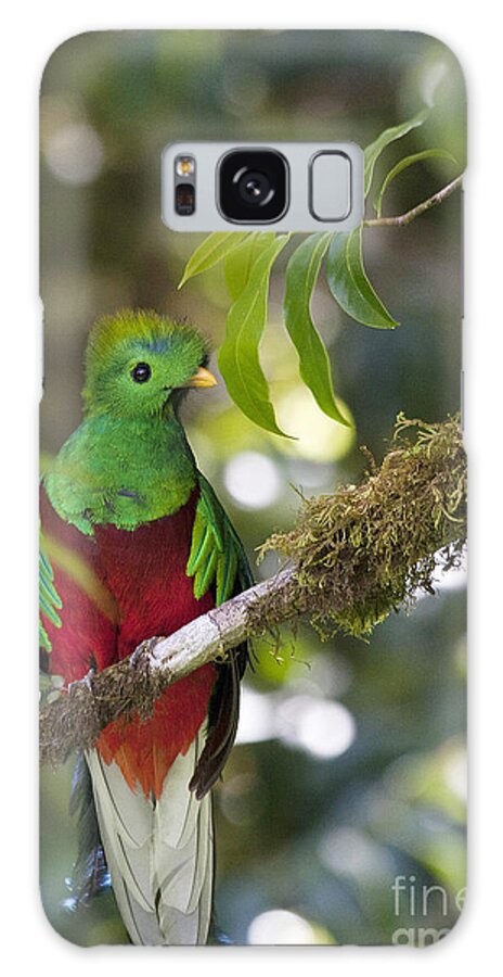 Bird Galaxy Case featuring the photograph Beautiful Quetzal 1 by Heiko Koehrer-Wagner