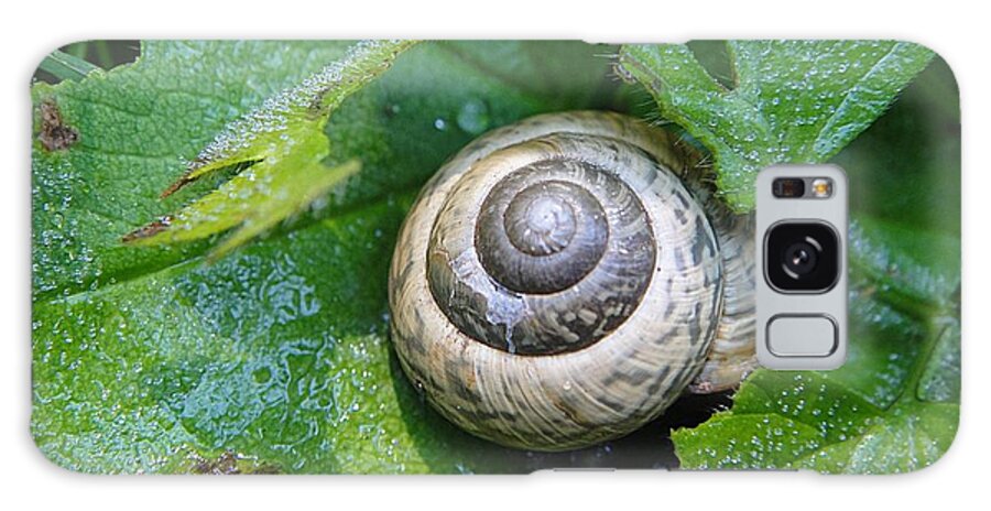 Snail Galaxy Case featuring the photograph Beautiful snail by Karin Ravasio