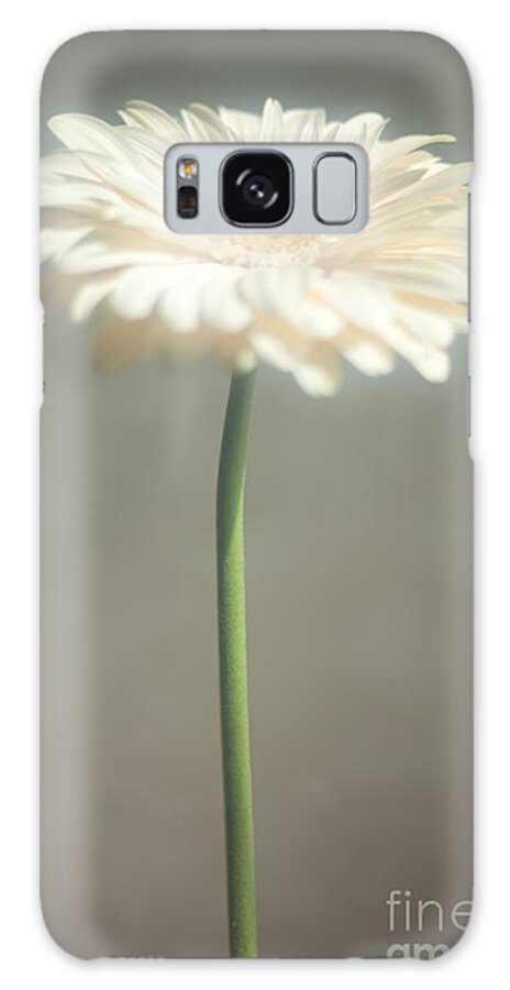 Gerbera Daisy Galaxy Case featuring the photograph Sunbathing by Aiolos Greek Collections