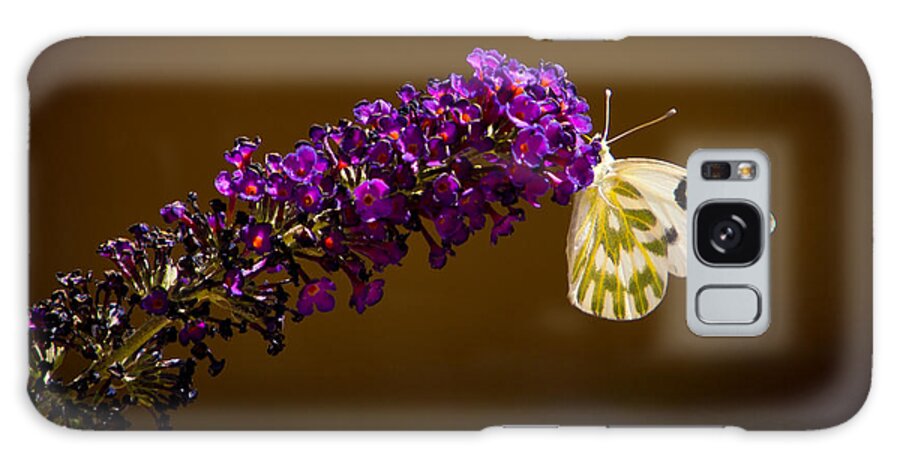 Beckers White Galaxy Case featuring the photograph Beckers on Butterfly Bush Sparks Nevada by Janis Knight