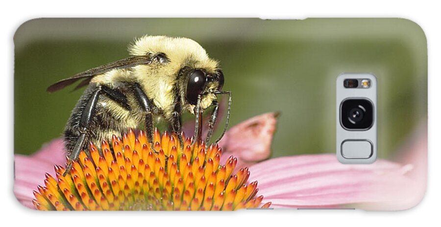 Flowers Galaxy Case featuring the photograph Bee at Work by Robert Culver