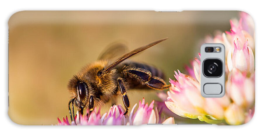 Animal Galaxy Case featuring the photograph Bee Sitting on Flower by John Wadleigh