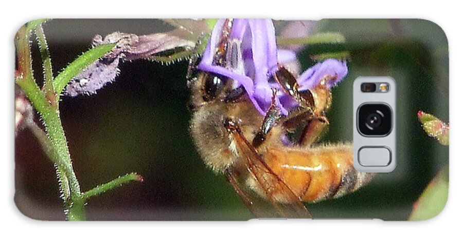 Insect Galaxy Case featuring the photograph Bee with flower by Ron Roberts