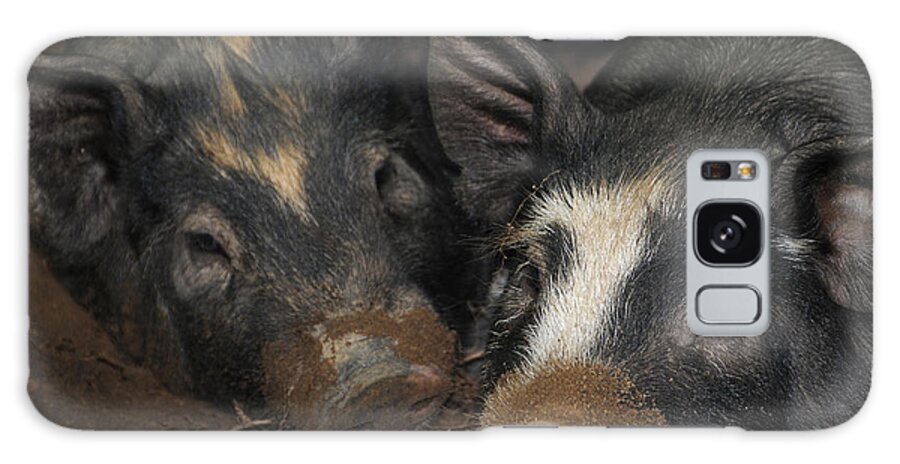 Agricultural Galaxy Case featuring the photograph Berkshire Pigs by Bonnie Sue Rauch