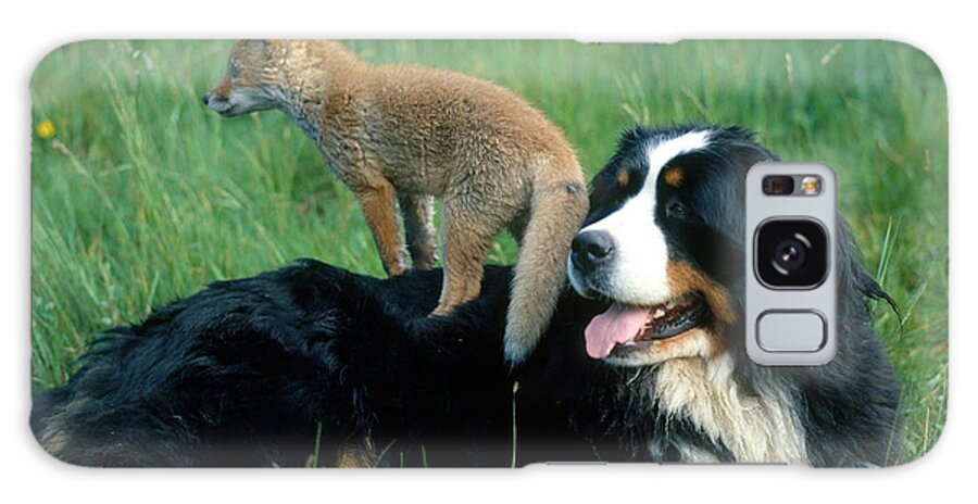 Bernese Mountain Galaxy Case featuring the photograph Bernese Mountain Dog With Fox by Hans Reinhard