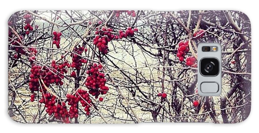 Hedge Galaxy Case featuring the photograph Berries In The Hedgerow by Nic Squirrell