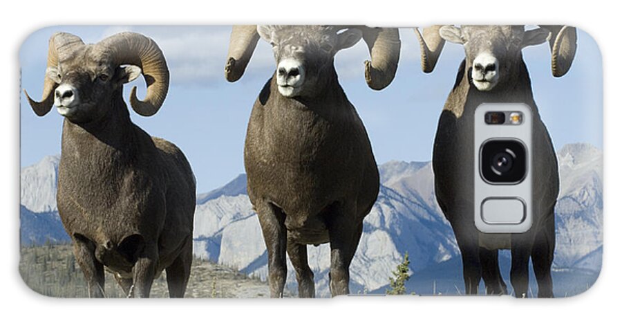 Big Horn Sheep Galaxy Case featuring the photograph Big Horn Sheep by Bob Christopher
