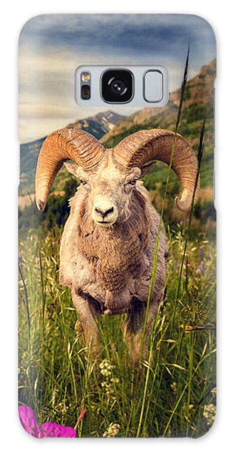 Alberta Galaxy Case featuring the photograph Big Horn Sheep by Tracy Munson