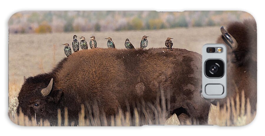 Bison Galaxy Case featuring the photograph Bison and Buddies by Kathleen Bishop