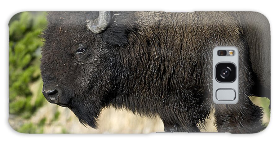 Bison Galaxy Case featuring the photograph Bison in the Passing lane by Gary Langley