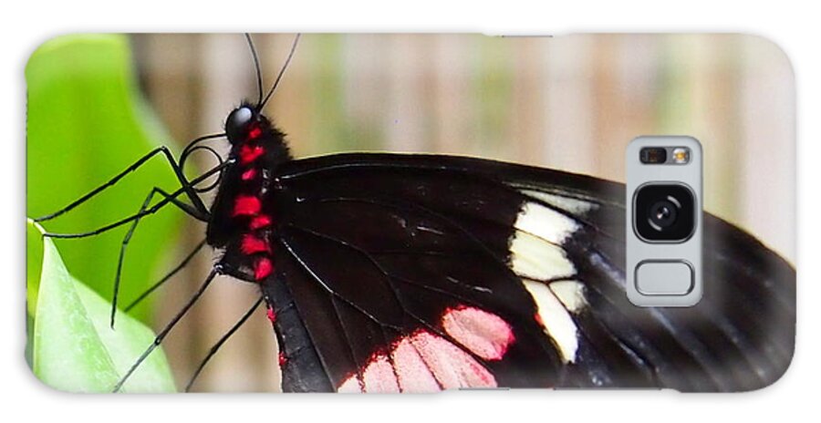 Nature Galaxy Case featuring the photograph Black and Red Cattleheart Butterfly by Amy McDaniel