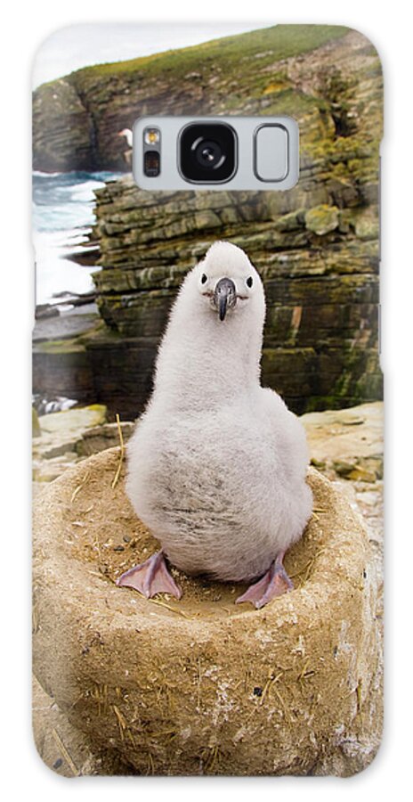 00345511 Galaxy Case featuring the photograph Black-browed Albatross Chick Falklands by 