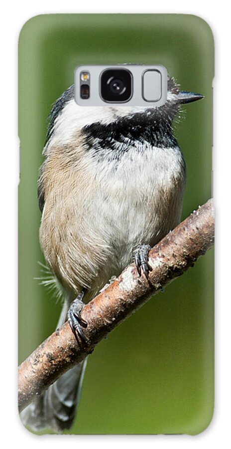 Animal Galaxy Case featuring the photograph Black Capped Chickadee by Jeff Goulden
