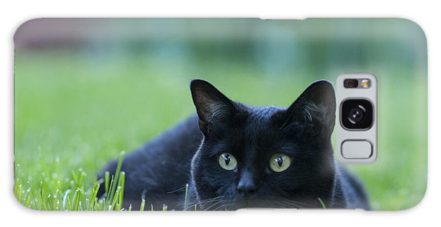 Animal Galaxy Case featuring the photograph Black Cat by Juli Scalzi