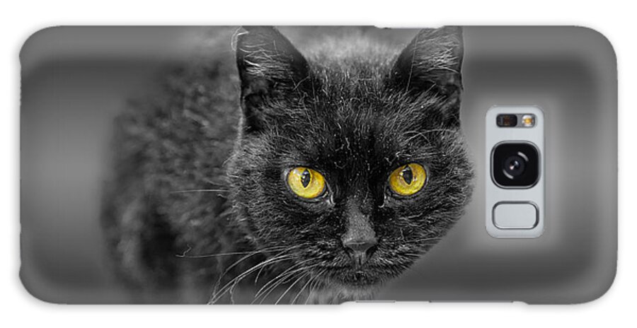 Animal Galaxy Case featuring the photograph Black Cat by Peter Lakomy
