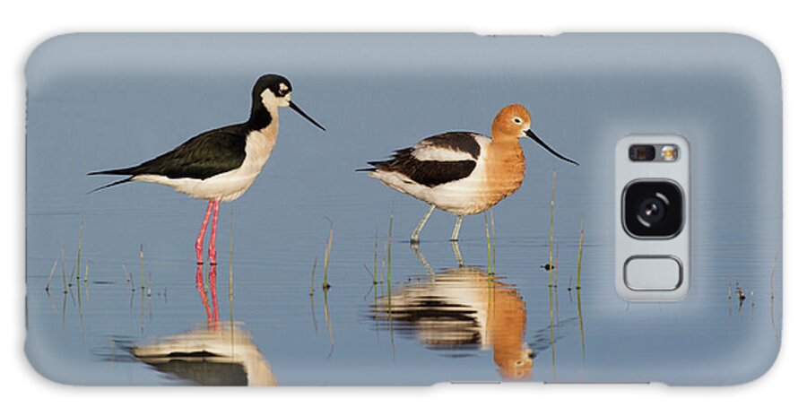 American Avocet Galaxy Case featuring the photograph Black-necked Stilt And American Avocet by Ken Archer