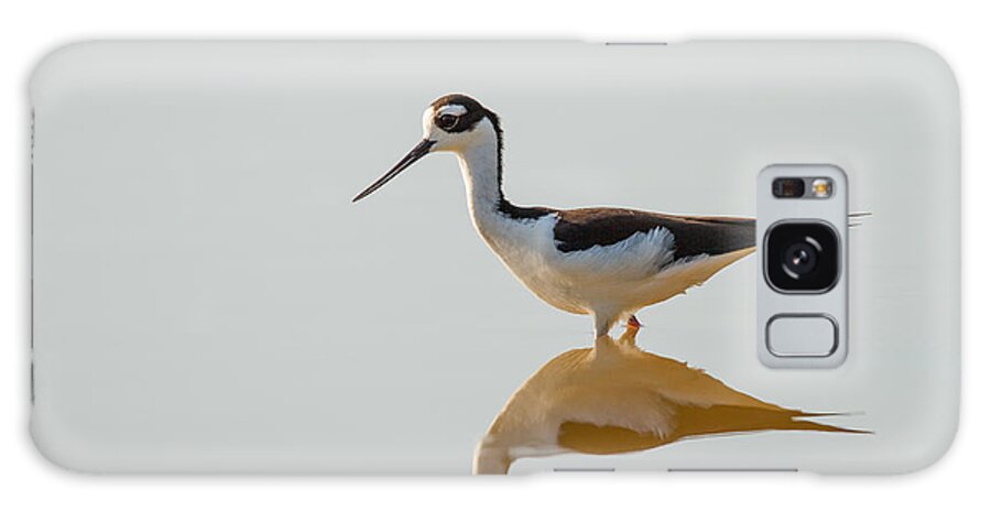 Bird Galaxy S8 Case featuring the photograph Black-necked Stilt by Doug McPherson