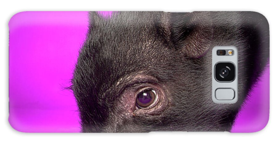 Pig Galaxy Case featuring the photograph Black Pig by Square Dog Photography