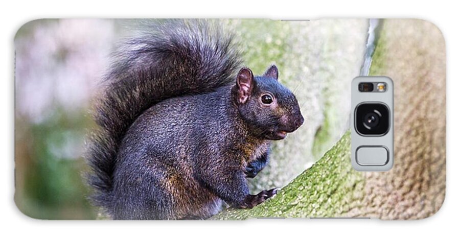 1 Squirrel Galaxy Case featuring the photograph Black Squirrel In A Tree by John Devries