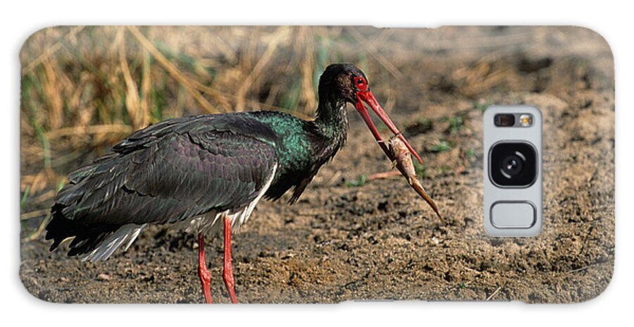 Bird Galaxy Case featuring the photograph Black Stork Feeding by Nigel Dennis