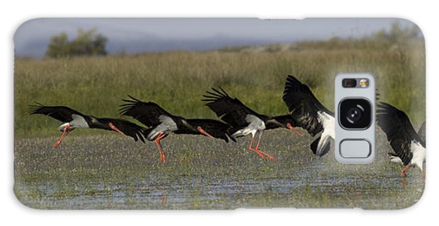 Nature Galaxy Case featuring the photograph Black Stork, Ciconia nigra, landing, photomontage. by Tony Mills