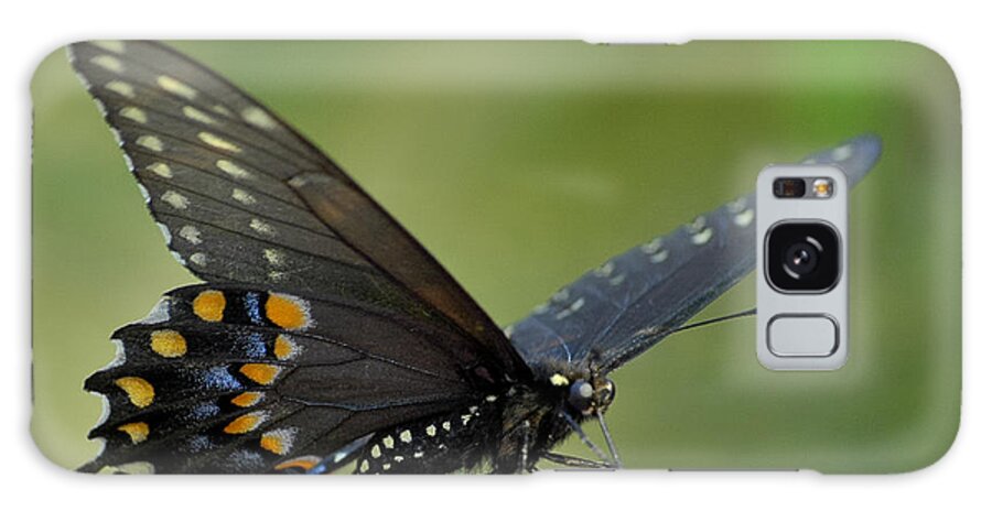 Black Swallowtail Galaxy Case featuring the photograph Black Swallowtail on a Buddleia by Bradford Martin